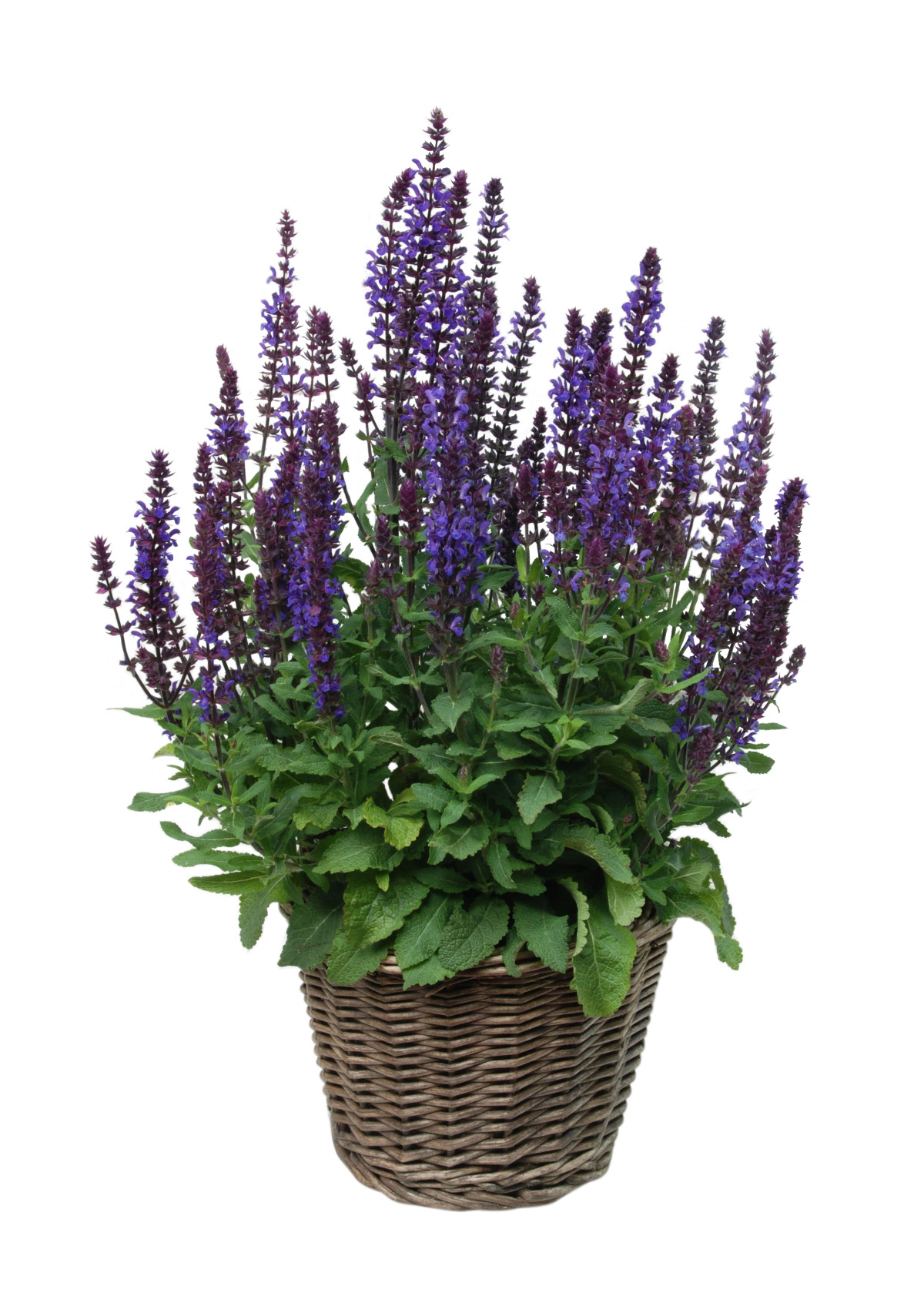 Шалфей Salvia hybrida amante