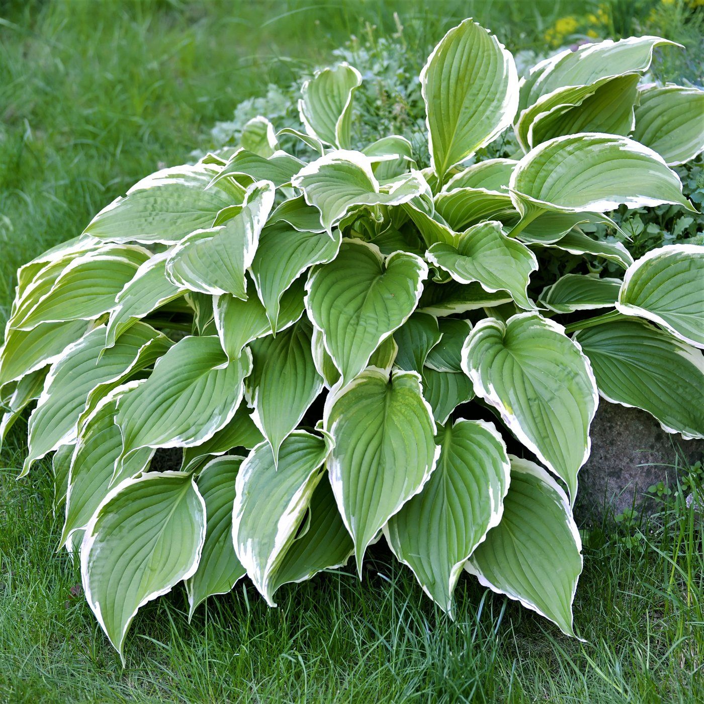 Hosta Funkia Mix С†РІРµС‚С‹