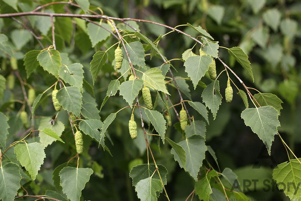 Саженец березы повислой/Betula pendula С12/140-160 Рост.Ок — цена в  Бузулуке, купить в интернет-магазине, характеристики и отзывы, фото