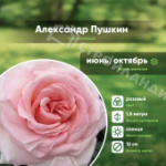 Саженец розы чайно-гибридной сорт Александр Пушкин С6