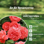 Саженец розы плетистой сорт Ди ди Бриджуотер C5-6