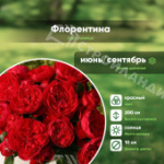 Саженец розы плетистая сорт Флорентина С6